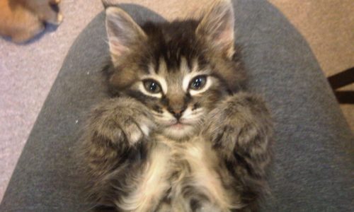 Kitten lying on human's lap and another cat in the background