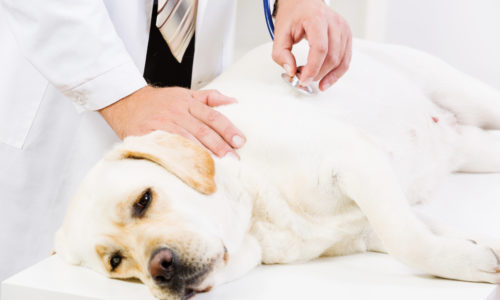 Veterinarian examining a dog