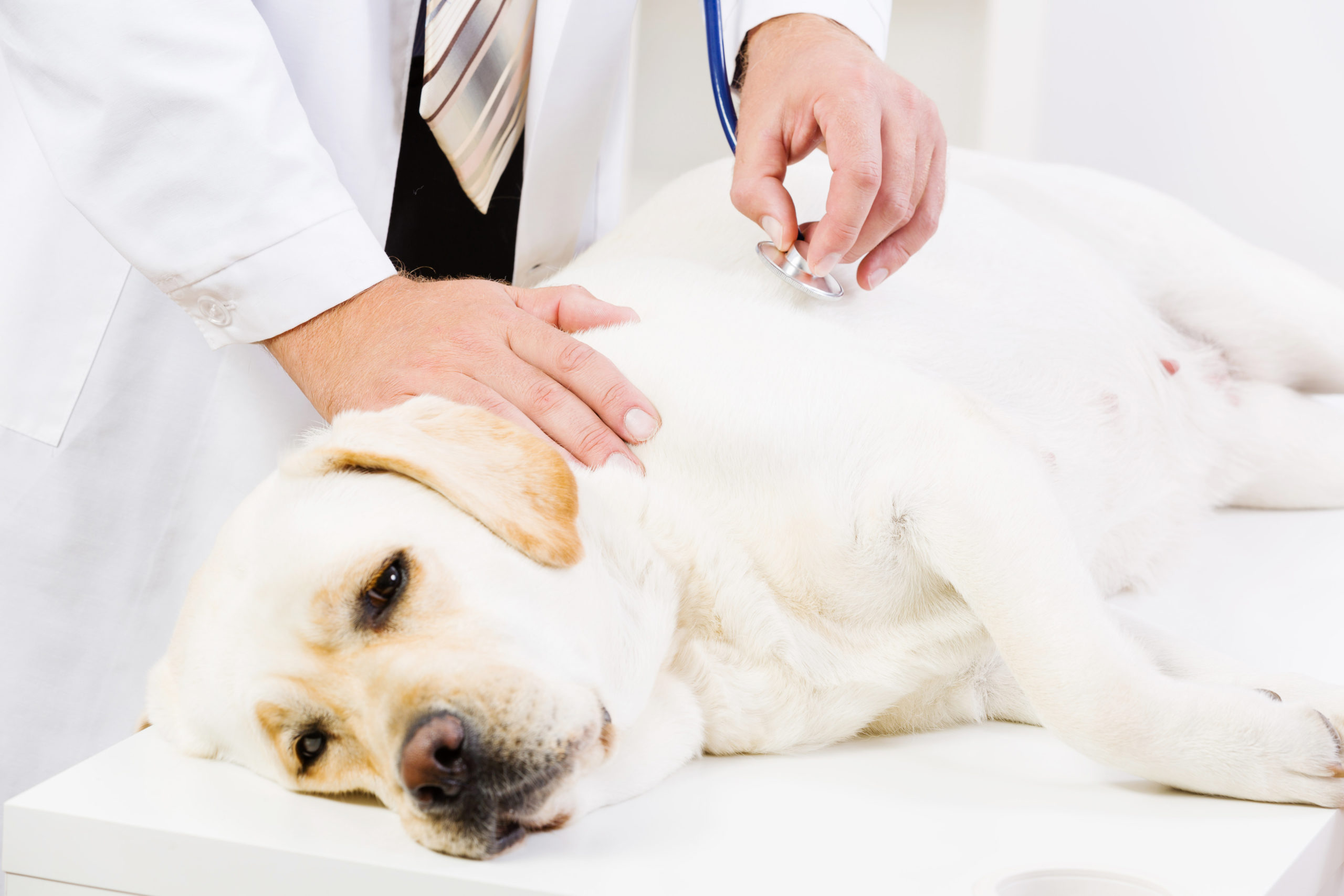 is pancreatitis in dogs serious