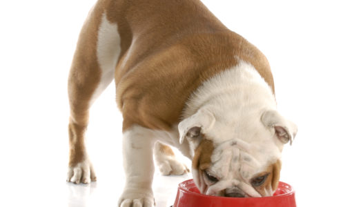 Dog eating from a bowl